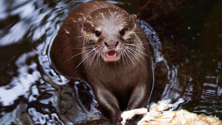 An  otter is holding his prey in his paws

PIC:ISTOCK