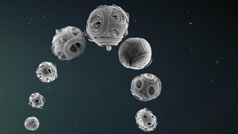 Coccolithophores, an important constituent of the plankton, evolved following the rhythm of Earth’s orbital eccentricity. Pic: Luc Beaufort / CNRS / CEREGE
