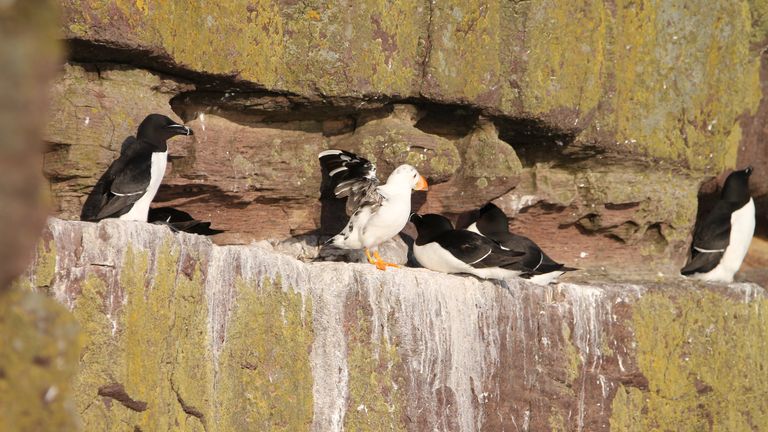 Undated handout photo issued by the Scottish Wildlife Trust of a rare the leucistic puffin (centre) which has been spotted on Handa Island Wildlife Reserve off the coast of Sutherland. The rare bird&#39;s unique look of only a few black feathers and a largely orange bill is due to a lack of pigmentation caused by the genetic condition leucism. Issue date: Thursday July 1, 2021.