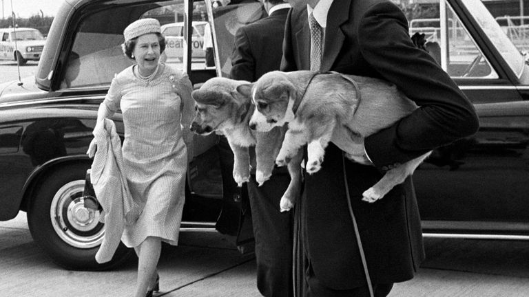 Corgi puppies being carried at the start of the Queen&#39;s annual holiday at Balmoral in 1981