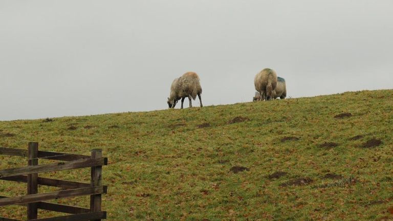 The grounds of Broughton Hall have been used for sheep farming for hundreds of years