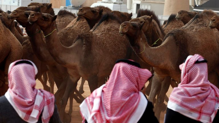 Un groupe d'hommes inspecte des chameaux au festival en 2018