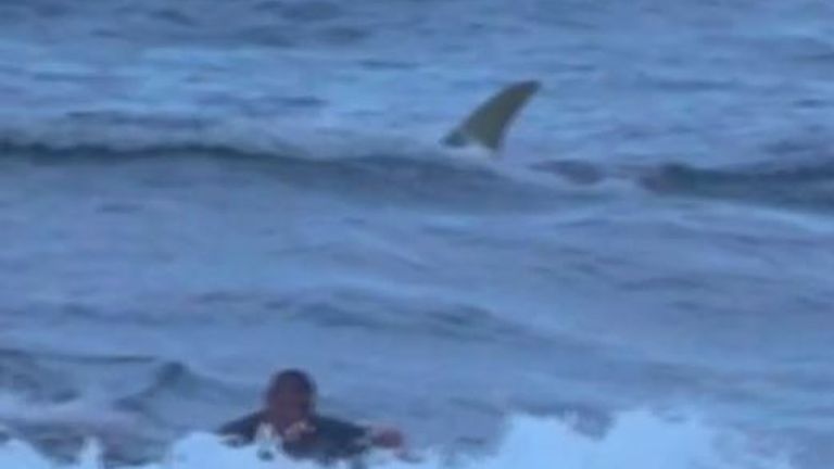 Surfer has brush with shark in Puerto Rico
