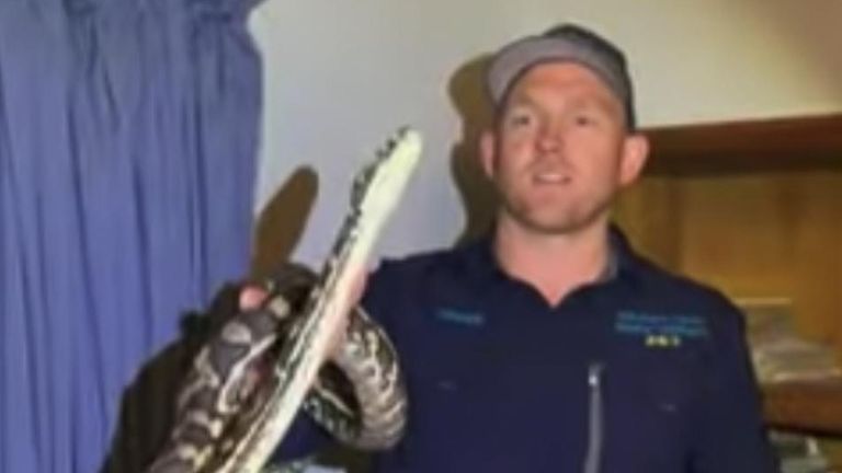 A snake catcher  found himself confronted with a huge snake in a bedroom, and a spider too