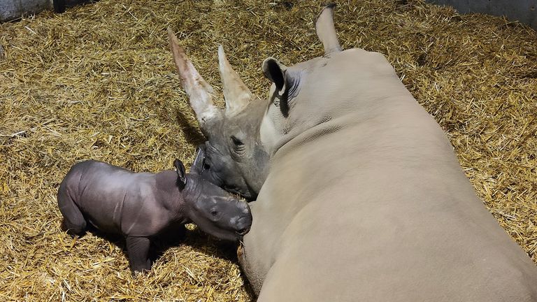 The new arrival is the first time a southern white rhino calf has been born at the park. Pic. Zoological Society of East Anglia