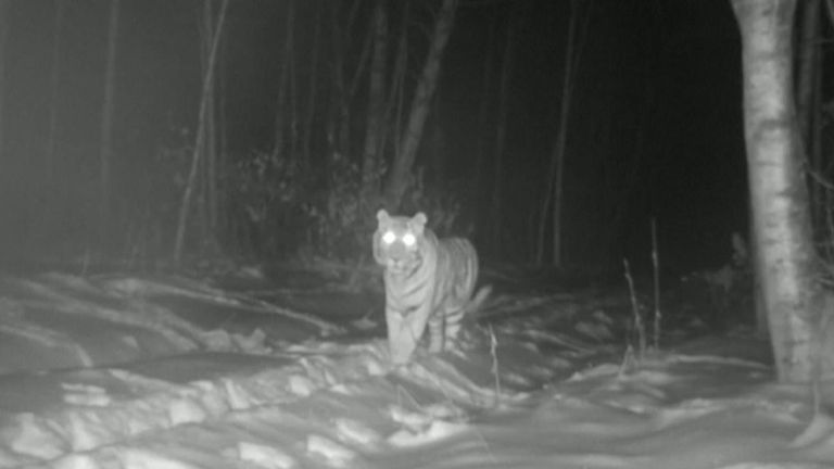 Rare Amur tiger caught on camera with cubs 