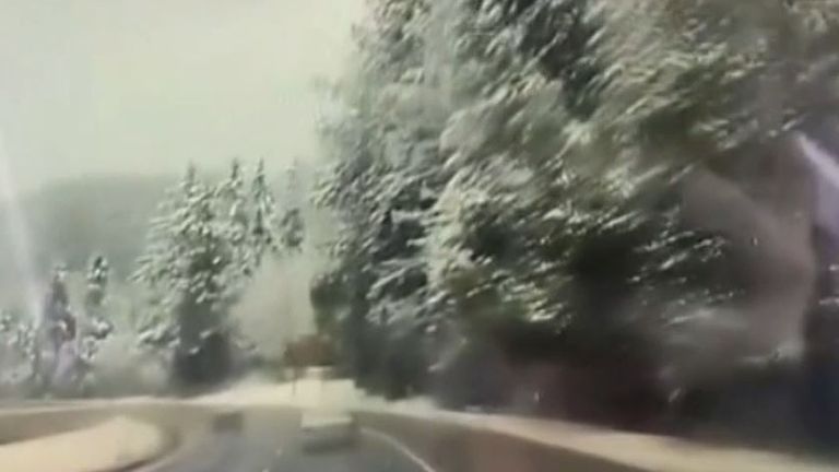Tree falls on moving vehicle in Oregon