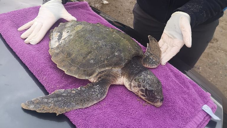 La tortue a été récupérée par le BDMLR.  Pic : Surveillance de l'environnement marin
