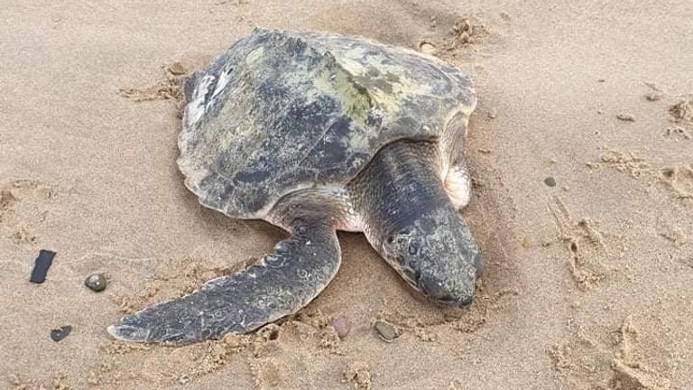 The turtle was found by a local couple as they walked on along a Welsh beach. Pic: Samantha James