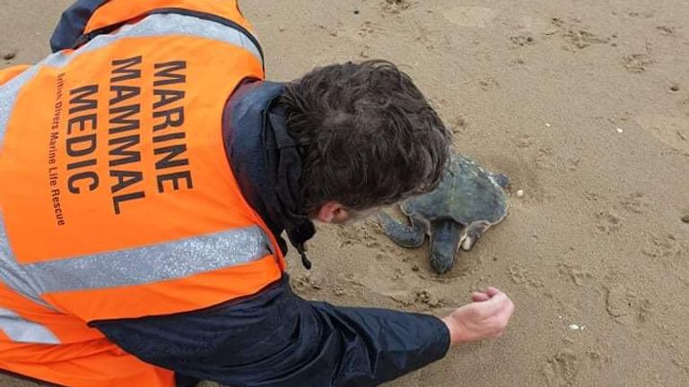 La tortue a été secourue par une équipe de spécialistes.  Photo : Samantha James
