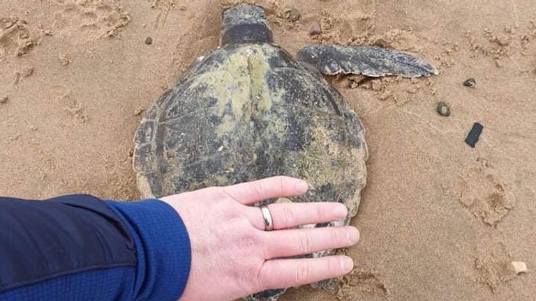 Ashley James found the turtle while walking his dog. Pic: Samantha James