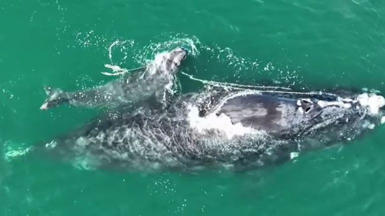 Whale appears after nine months still entangled in a fishing net