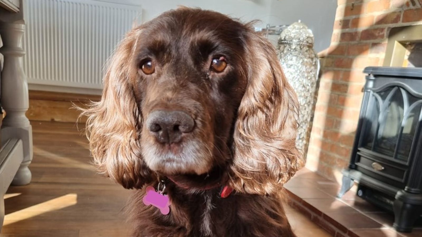 Stolen dog reunited with her family – eight years after being taken from front garden