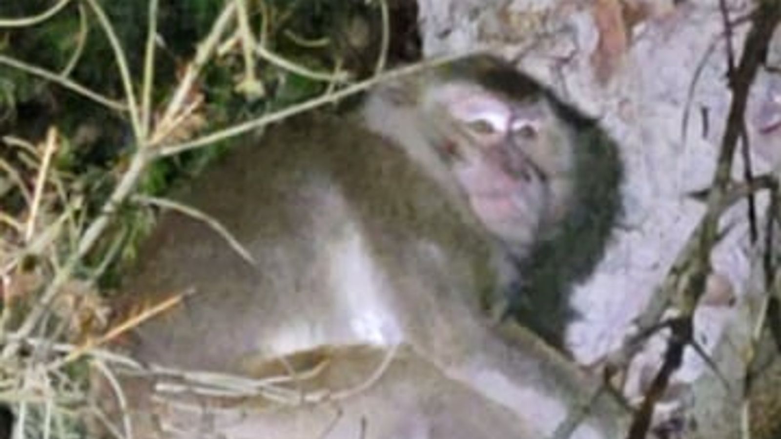 Brass monkeys: Fears for escaped primates as Pennsylvania temperatures drop to -20C