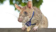 Magawa the &#39;hero rat&#39; has died at the age of eight. Pic: APOPO
