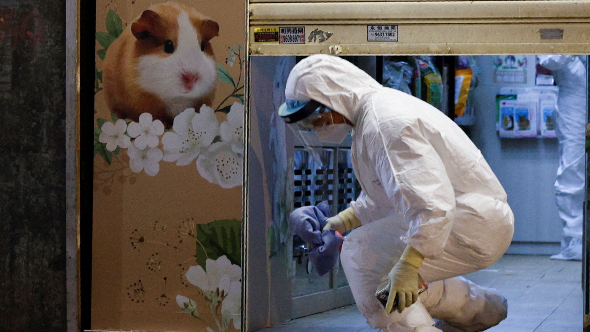 COVID19 Hong Kong allows hamster pet shops to reopen after thousands