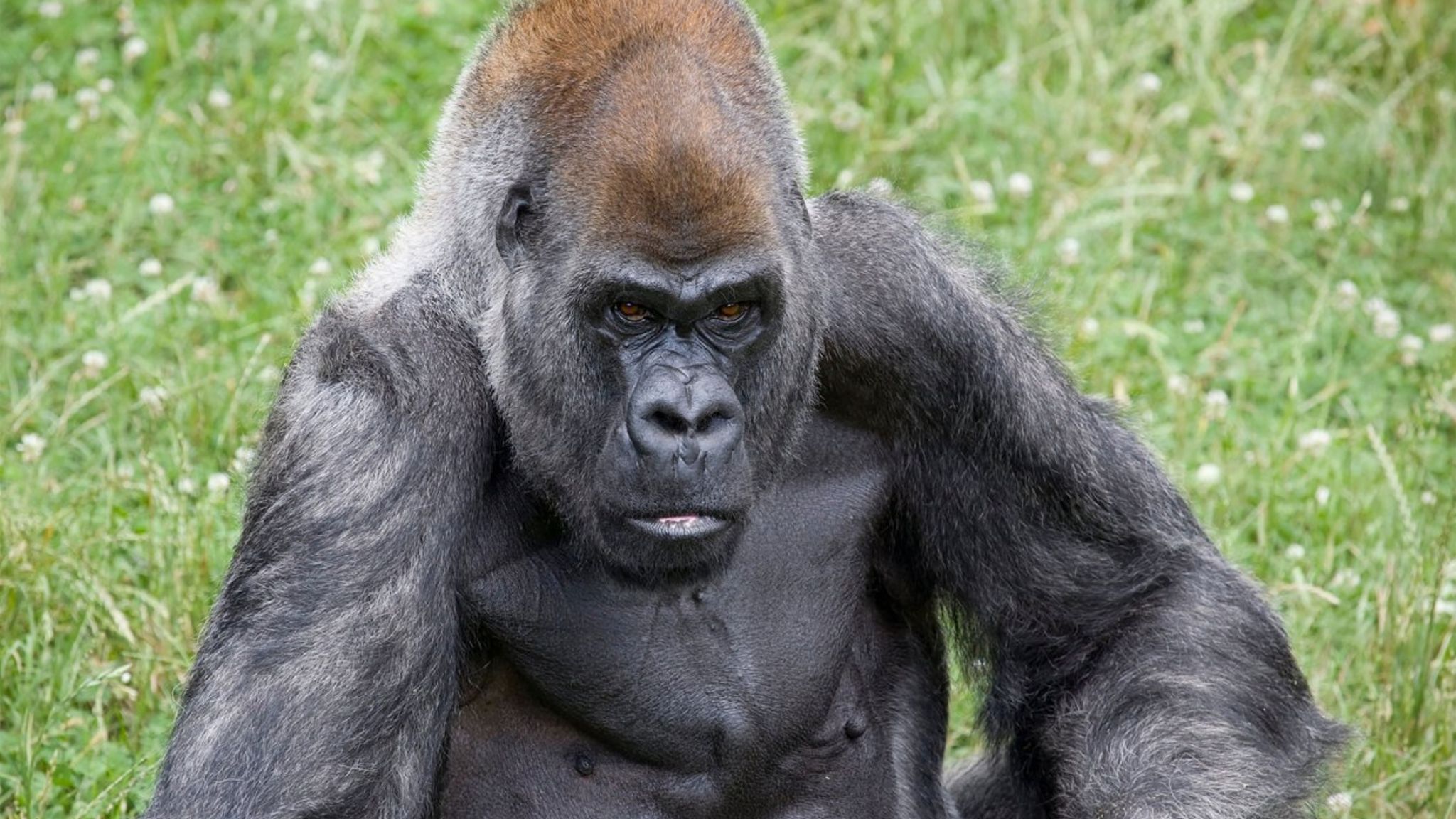 Ozzie, the world's oldest male gorilla, dies aged 61 at Zoo