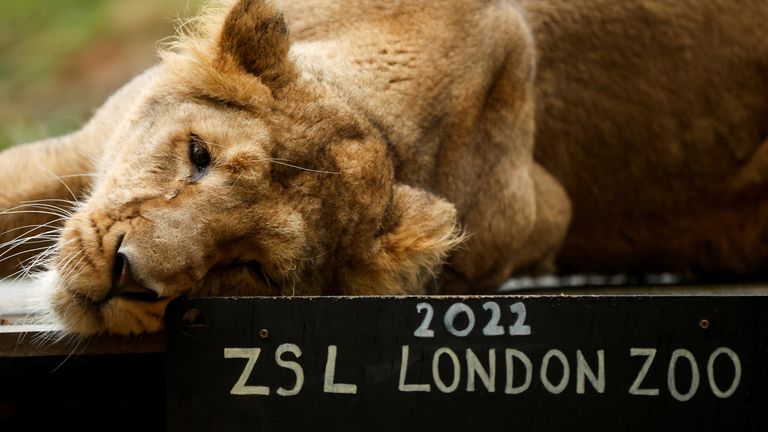 Arya, an Asiatic lioness, is seen during the annual stocktake at ZSL London Zoo in London, Britain, January 4, 2022. REUTERS/John Sibley
