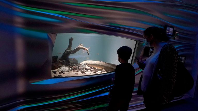 بازدیدکنندگان، ماهی سفید استرالیایی به طول 4 فوت و 40 پوند را مشاهده می کنند که در سال 1938 از استرالیا در مخزن آن در سانفرانسیسکو در روز دوشنبه، 24 ژانویه 2022 به آکادمی علوم کالیفرنیا آورده شد. (عکس آسوشیتدپرس / جف چیو ) PIC: AP