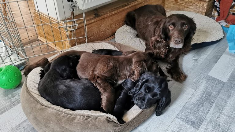 Cassie was accompanied by three puppies believed to be hers.  Photo: Sussex Police