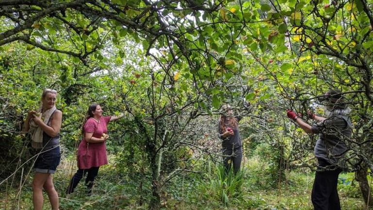 The project helps volunteers channel &#39;climate distress&#39; and reconnect with food systems, says its founder. Pic: Gleaning Cornwall Network