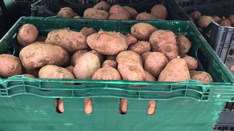 The project retributes crate-loads of vegetables that have been deemed the wrong size or couldn&#39;t be harvested. Pic: Gleaning Cornwall Network