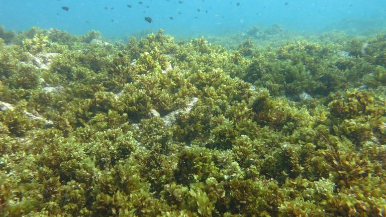 صخره مرجانی سفید شده که اکنون تحت سلطه جلبک دریایی است (دانشگاه لنکستر / پروفسور نیک گراهام)