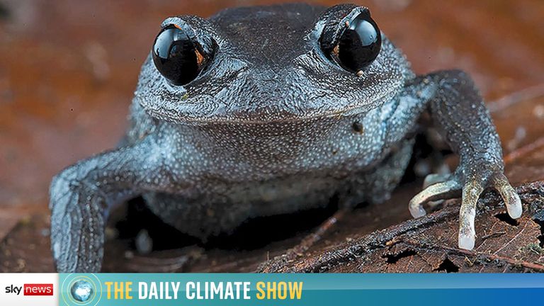 The DAily Climate Show Thumbnail