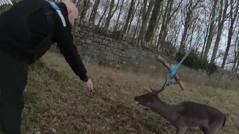 Welsh Police Rescue Buck Tangled in Rope Swing