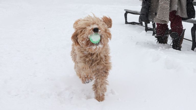 A goldendoodle plays in the snow at Central Park after the Nor&#39;easter storm hit the region, in New York City U.S., January 29, 2022. REUTERS/Caitlin Ochs