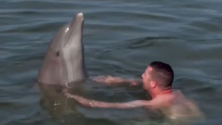 Dolphins participate in therapy sessions with US military veterans
