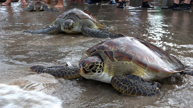 With the help of volunteers the Indonesian navy released 32 green turtles which they seized from illegal poachers