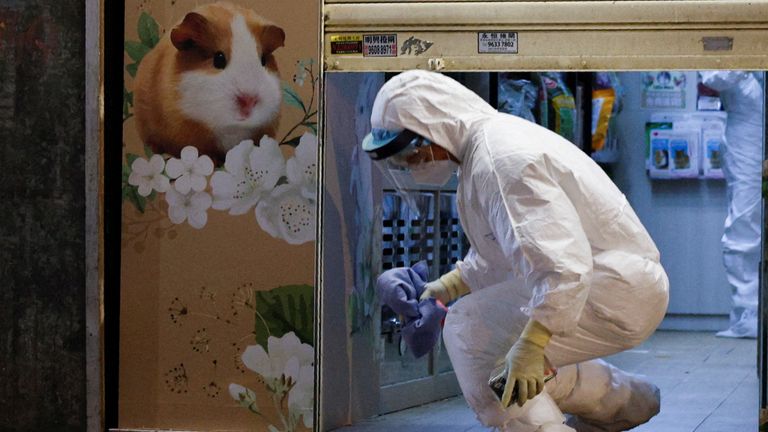 Pet shops that sell hamsters can now reopen 