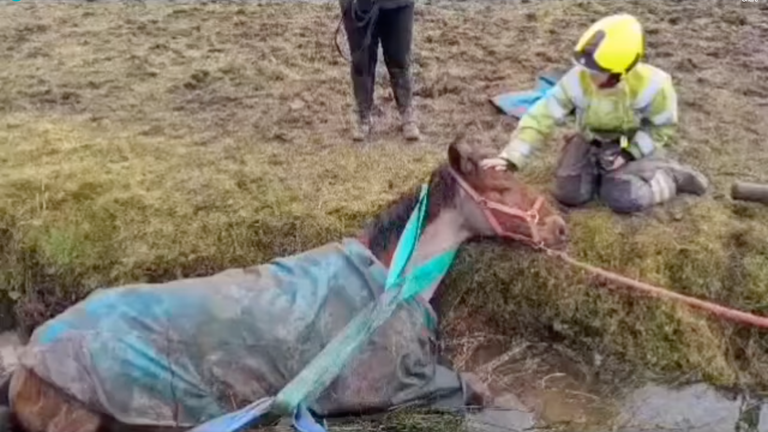 Horse in &#39;Stable&#39; Condition After Rescue From Ditch in England