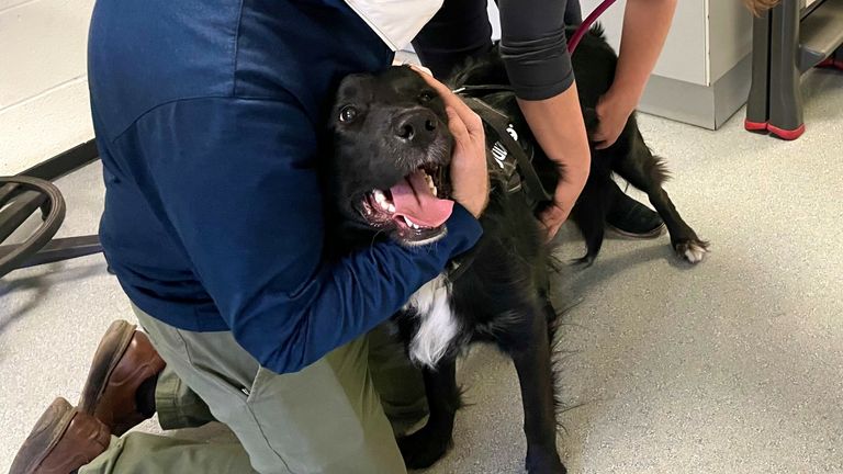 Bodhi, un croisement collie/retriever d'un an, en préparation pour un don
