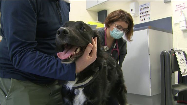 Ireland does not have a national canine blood bank