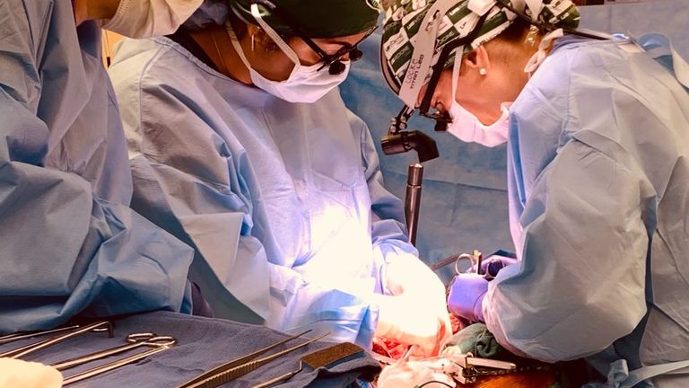 Two kidneys from a genetically-modified pig have been transplanted into the body of a brain-dead human. Pic: University of Alabama at Birmingham