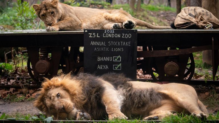 Asiatic Lions during the annual stocktake at ZSL London Zoo in central London. Picture date: Tuesday January 4, 2022.