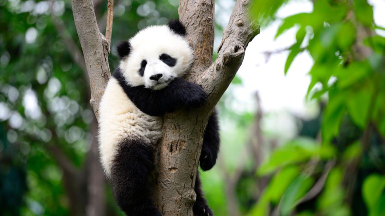 Un bébé panda géant sur l'arbre, dans une réserve naturelle, ville de chengdu, province du sichuan en Chine.