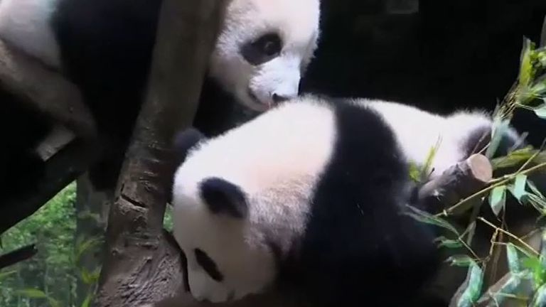Xiao Xiao and Lei Lei are giant panda cub twins at Tokyo&#39;s Ueno Zoo 