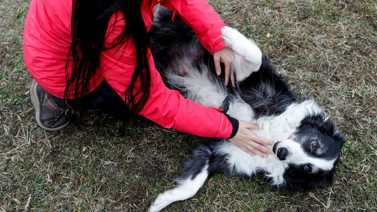 Postdoctoral researcher Laura V. Cuaya plays with her dog Kun-kun, an 8-year-old Border Collie, at the Ethology Department of the Eotvos Lorand University in Budapest, Hungary, January 5, 2022. Picture taken January 5, 2022. REUTERS/Bernadett Szabo