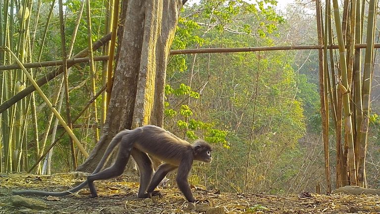 تحریم 0001، چهارشنبه، 26 ژانویه، یک عکس بدون تاریخ برای توزیع توسط WWF به Popa langur، یکی از 224 گونه جدید یافت شده در منطقه مکونگ بزرگ.  یک گزارش توسط موسسه خیریه محیط زیست WWF می گوید که یافته های غیرعادی در منطقه جنوب شرقی آسیا نشان می دهد که این "نقطه داغ" برای تنوع حیات وحش، اما همچنین بر تهدیداتی که آنها با آن مواجه هستند و نیاز به حفاظت از گونه ها و زیستگاه ها در برابر از دست دادن تاکید کرد.  تاریخ انتشار: چهارشنبه 26 ژانویه 2022