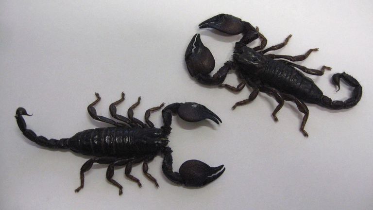 Dublin Zoo handout photo of scorpions that have been intercepted at Dublin Airport.