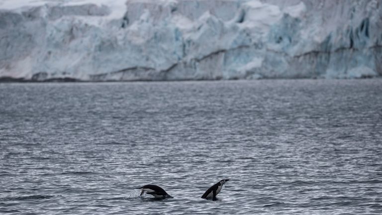 پنگوئن‌های آراسته در نزدیکی یخچال طبیعی در جزیره برفی، قطب جنوب شنا می‌کنند
