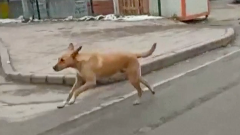 Dog chases police car for food