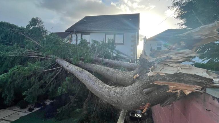Foto del folleto emitida por Gregor Fulton de un árbol caído en Clydebank, Escocia, ya que ráfagas de hasta 80 mph podrían azotar las áreas del norte del Reino Unido este fin de semana a medida que avanza la tormenta Malik. Fecha de la imagen: sábado 29 de enero de 2022.