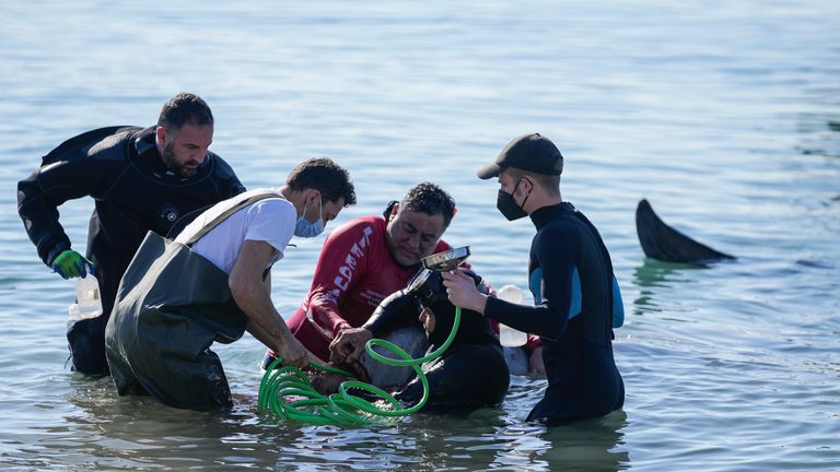 A rescue team of divers and vets attempt to care for a whale calf that became stranded in shallow water in a southern Athens seaside area, on Friday, Jan. 28, 2022. Experts said the young animal is a Cuvier&#39;s beaked whale and that it showed signs of injury. (AP Photo/Thanassis Stavrakis)
PIC:AP

