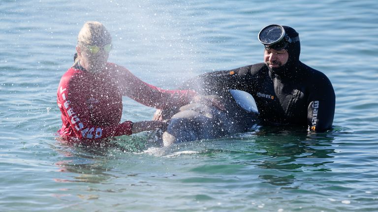 A diver attempts to care for a whale calf that became stranded in shallow water in a southern Athens seaside area, on Friday, Jan. 28, 2022. Experts said the young animal is a Cuvier&#39;s beaked whale and that it showed signs of injury. (AP Photo/Thanassis Stavrakis)
PIC:AP

