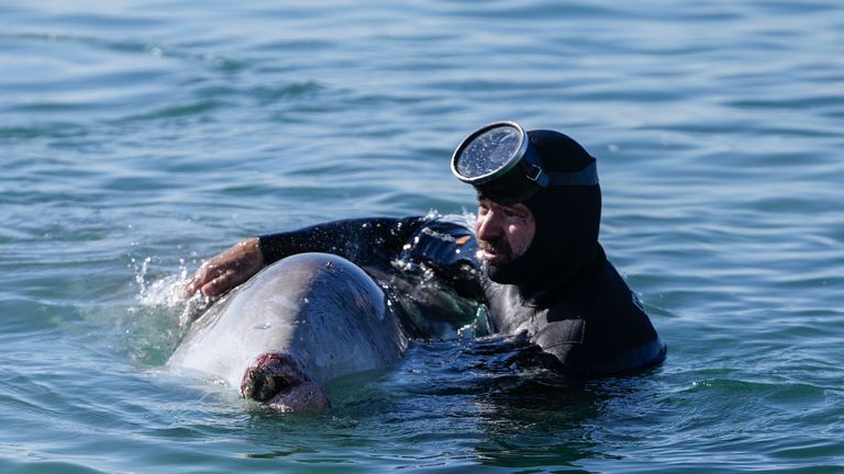 A diver attempts to care for a whale calf that became stranded in shallow water in a southern Athens seaside area, on Friday, Jan. 28, 2022. Experts said the young animal is a Cuvier&#39;s beaked whale and that it showed signs of injury. (AP Photo/Thanassis Stavrakis)
PIC:AP

