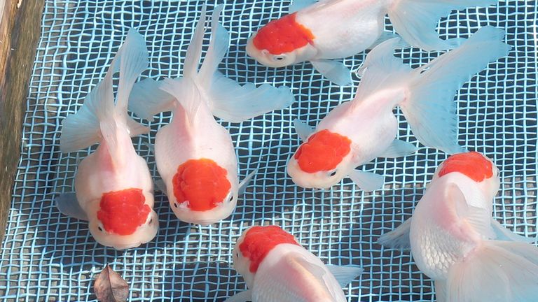First goldfish market is held at the Yatomi Goldfish Fisheries Cooperative Association in Yatomi, Aichi Prefecture on Jan. 12, 2022. Goldfish industry developed as " Goldfish city" since Edo Period (1603-1868) with the abundant water provided by the Kiso River. A colorful patchwork of 200,000 red and white goldfish in wooden boxes was seen. ( The Yomiuri Shimbun via AP Images )
PIC:AP